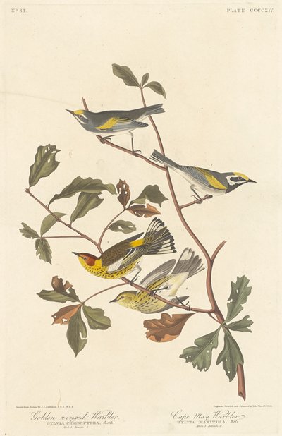 Goldflügel-Waldsänger und Cape-May-Waldsänger, 1838 von Robert Havell