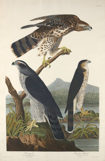 Habicht und Stanley-Habicht, 1832 von Robert Havell