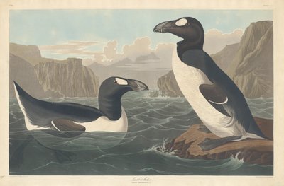 Riesenalk, 1836 von Robert Havell