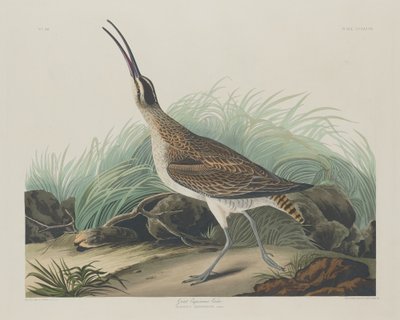 Großer Eskimobrachvogel von Robert Havell