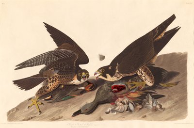 Großfüßiger Falke, 1827 von Robert Havell