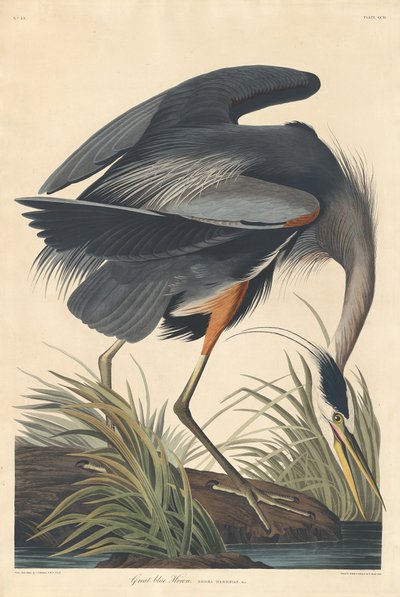 Großer blauer Reiher, 1834 von Robert Havell