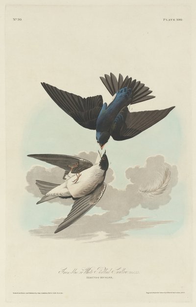 Grün-blauer oder Weißbauch-Schwalbe von Robert Havell