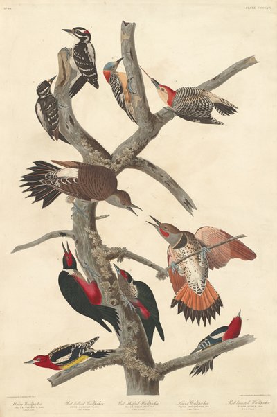 Haariger Specht, 1838 von Robert Havell