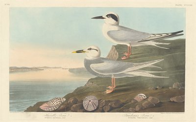 Havells Seeschwalbe und Trudeaus Seeschwalbe, 1838 von Robert Havell