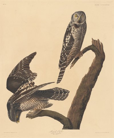 Sperbereule, 1837 von Robert Havell