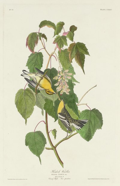 Hemlock-Waldsänger, 1832 von Robert Havell