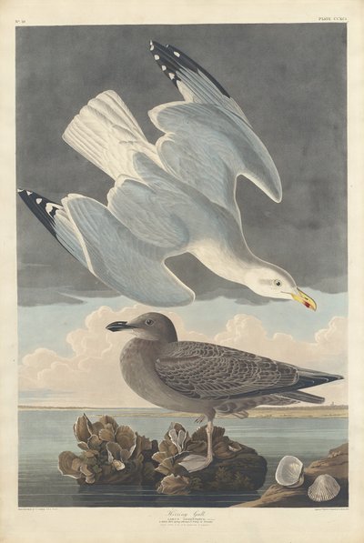 Silbermöwe, 1836 von Robert Havell