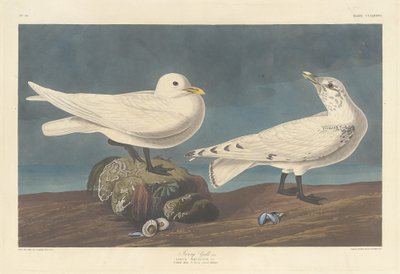 Elfenbeinmöwe, 1836 von Robert Havell
