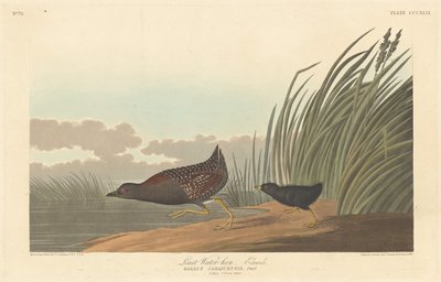 Kleinstes Sumpfhuhn, 1836 von Robert Havell