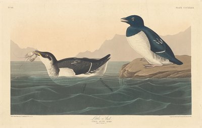 Kleine Alk von Robert Havell