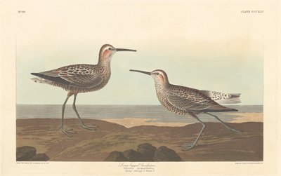 Langbeiniger Sandpiper, 1836 von Robert Havell