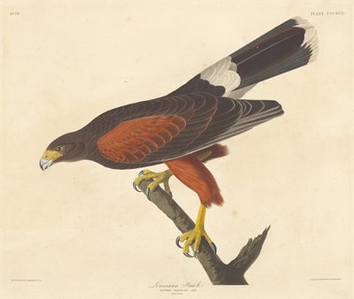 Louisiana-Habicht, 1837 von Robert Havell