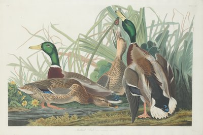 Stockente, 1834 von Robert Havell