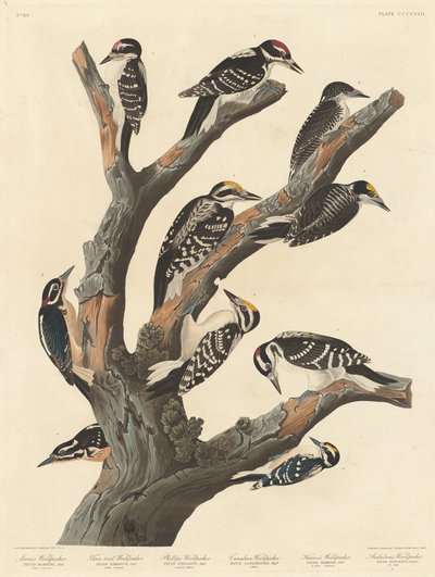 Marias Specht, 1838 von Robert Havell