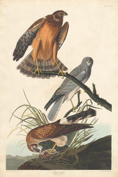 Sumpffalke, 1837 von Robert Havell