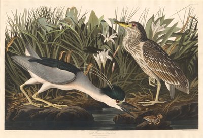 Nachtreiher oder Qua-Vogel, 1835 von Robert Havell