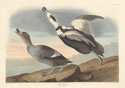 Pied Duck, 1836 von Robert Havell