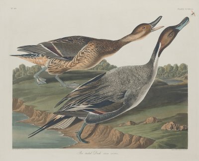 Spießente, 1834 von Robert Havell
