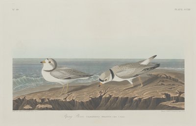 Pfeifregenpfeifer von Robert Havell