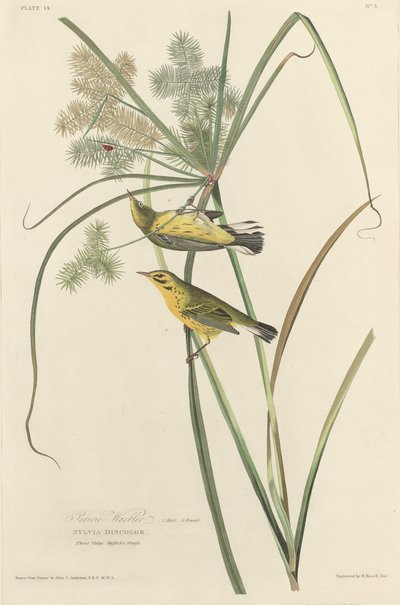 Präriewaldsänger, 1827 von Robert Havell