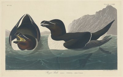 Tordalk von Robert Havell