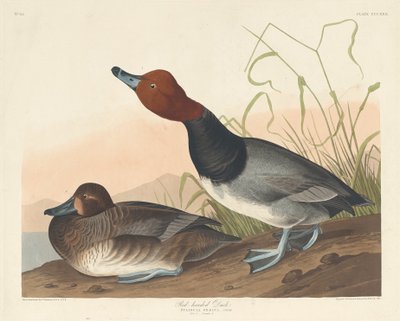 Rotkopfente, 1836 von Robert Havell