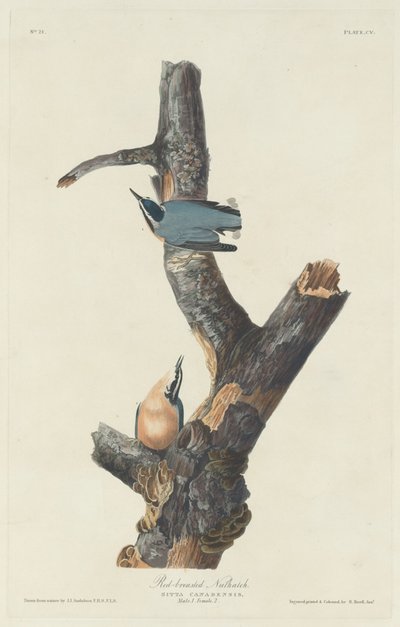 Rotbrustkleiber, 1831 von Robert Havell