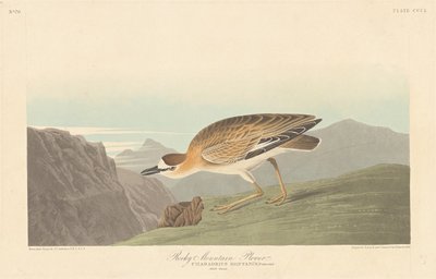 Rocky Mountain Regenpfeifer von Robert Havell