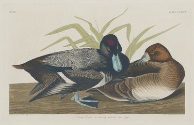 Bergente, 1834 von Robert Havell