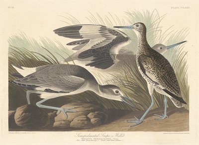 Halbpalmiertes Schnepfen oder Willet von Robert Havell