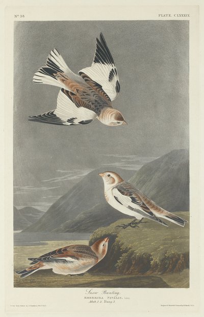 Schneeammer, 1834 von Robert Havell