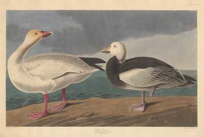 Schneegans, 1837 von Robert Havell
