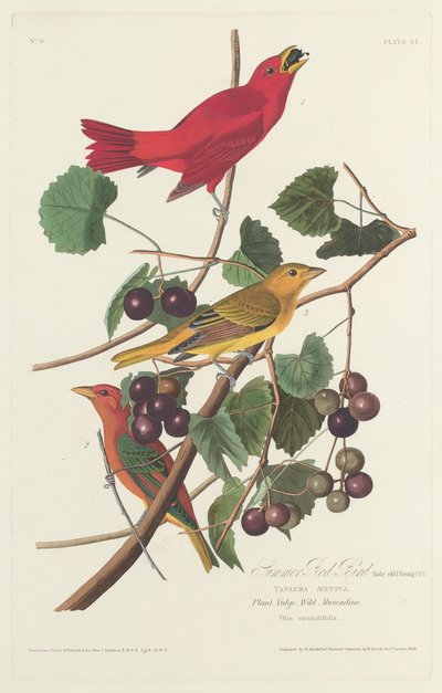 Sommerroter Vogel, 1828 von Robert Havell