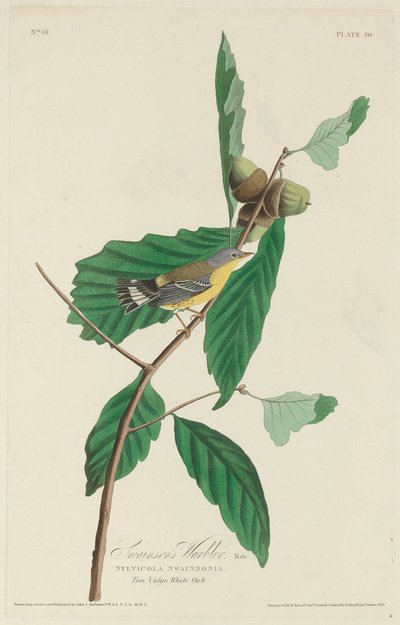 Swainsons Waldsänger von Robert Havell