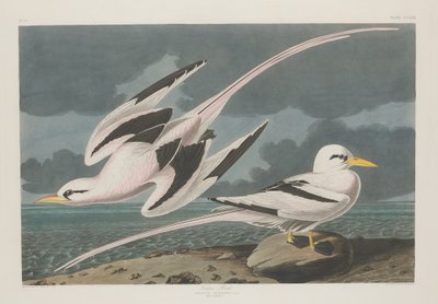 Tropikvogel, 1835 von Robert Havell