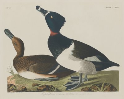 Reiherente, 1834 von Robert Havell