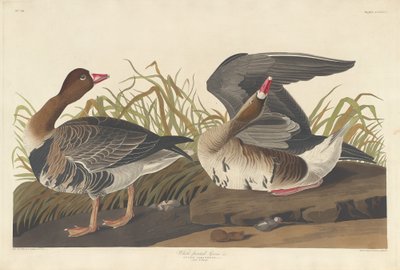 Blässgans, 1836 von Robert Havell