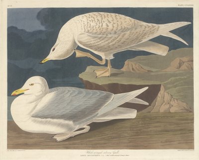 Weißflügelige Silbermöwe, 1835 von Robert Havell