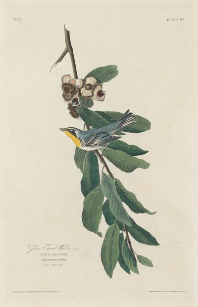 Gelbkehl-Waldsänger, 1830 von Robert Havell
