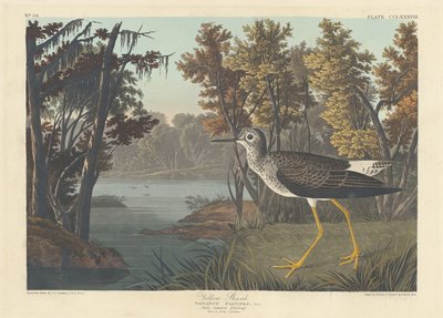 Gelbschenkel von Robert Havell