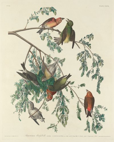Amerikanischer Kreuzschnabel von Robert Havell after John James Audubon