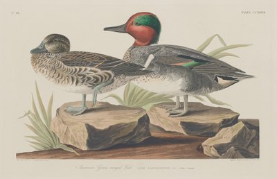 Amerikanische Krickente von Robert Havell after John James Audubon