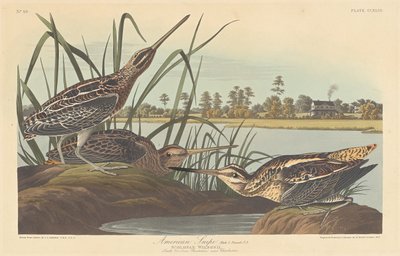 Amerikanische Schnepfe von Robert Havell after John James Audubon