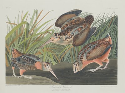 Amerikanische Waldschnepfe von Robert Havell after John James Audubon