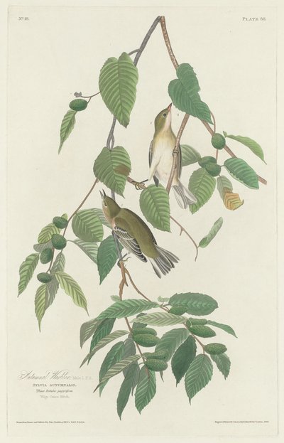 Herbstlaubsänger von Robert Havell after John James Audubon