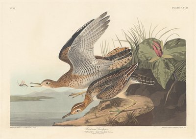 Bartramstrandläufer von Robert Havell after John James Audubon