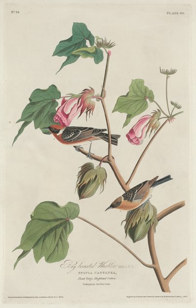 Bay-breasted Warbler von Robert Havell after John James Audubon