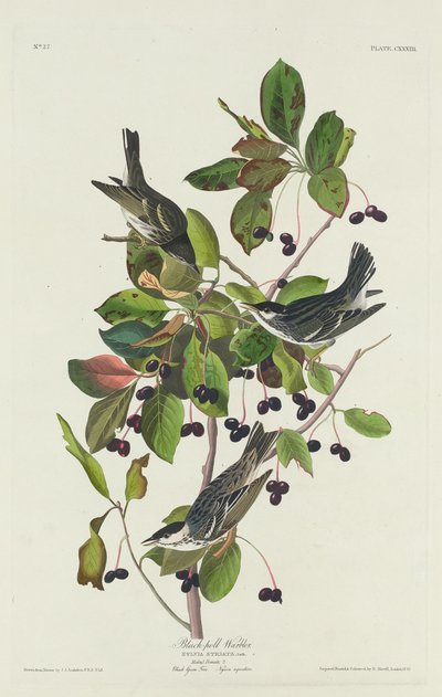 Schwarzpool-Waldsänger von Robert Havell after John James Audubon