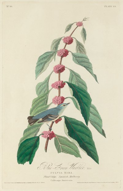 Blaugrüner Waldsänger von Robert Havell after John James Audubon